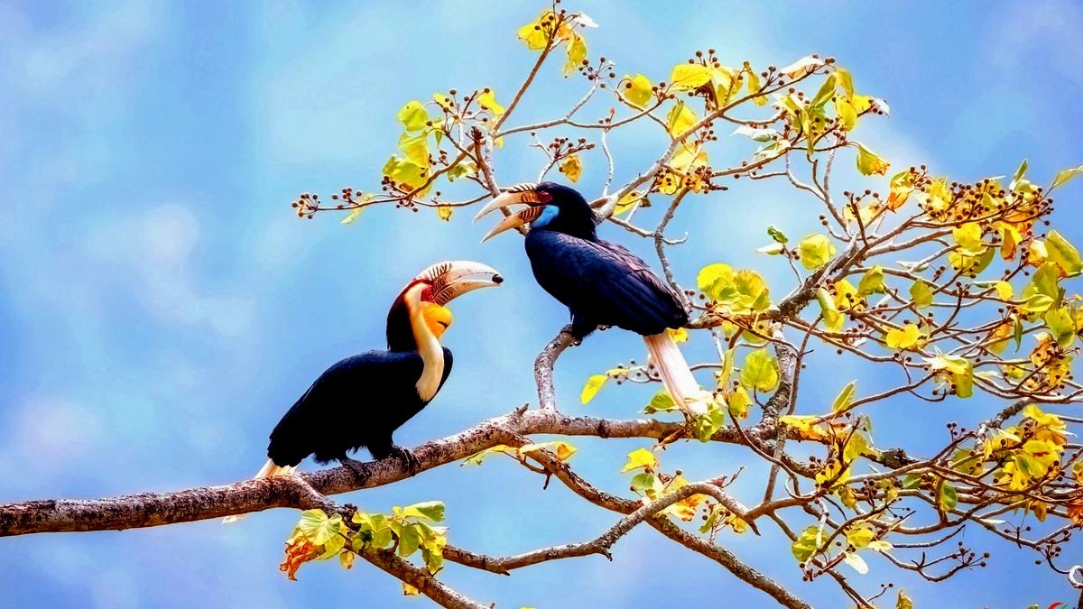 Horn Bill in Kumarakom Bird Sanctuary